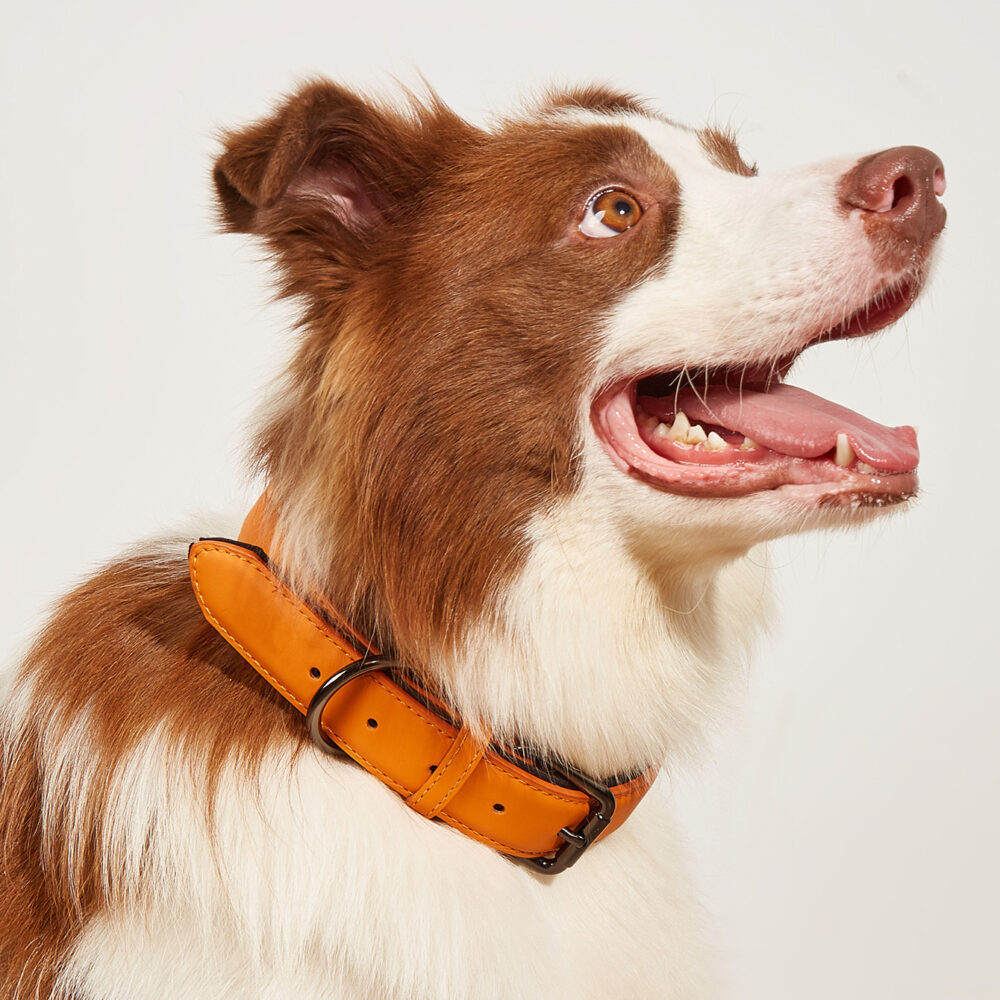 Leather collar