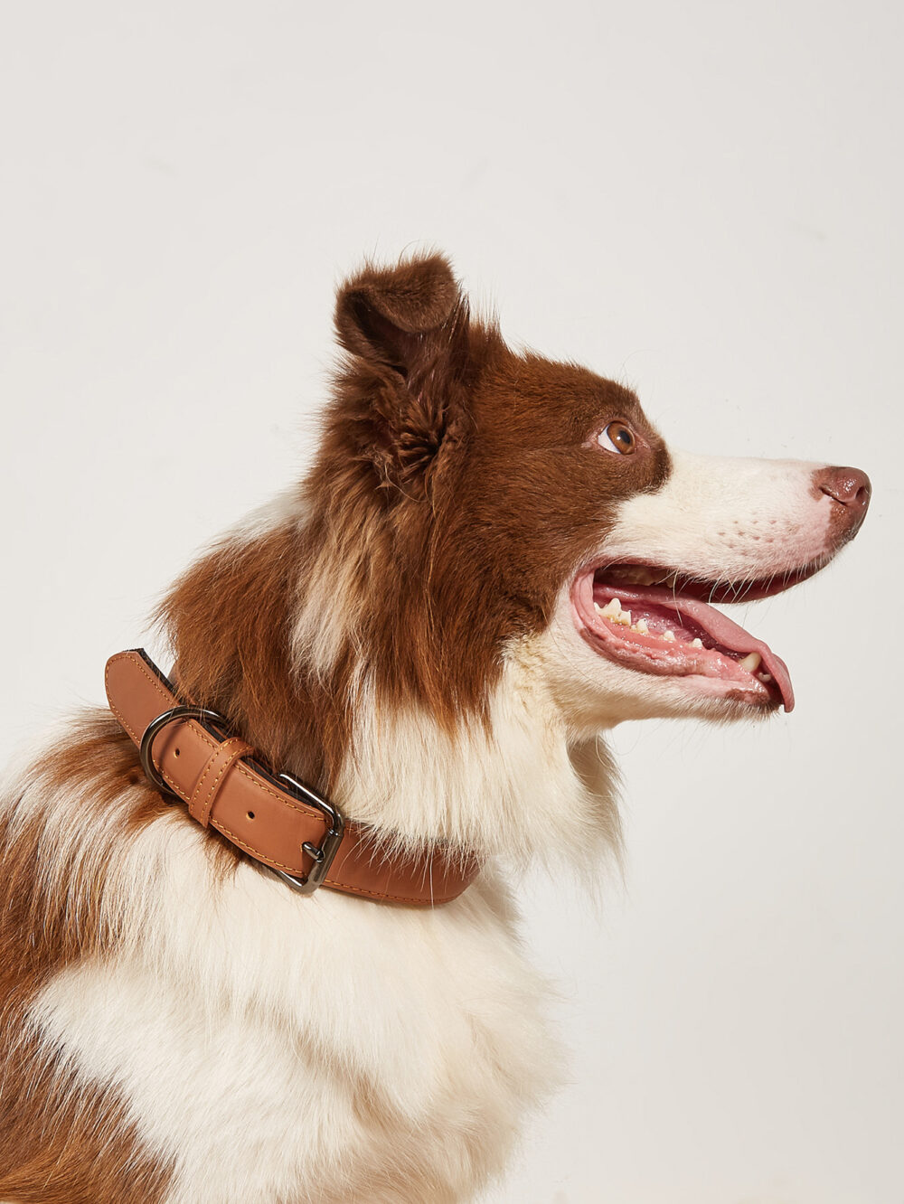 Leather collar - Image 12