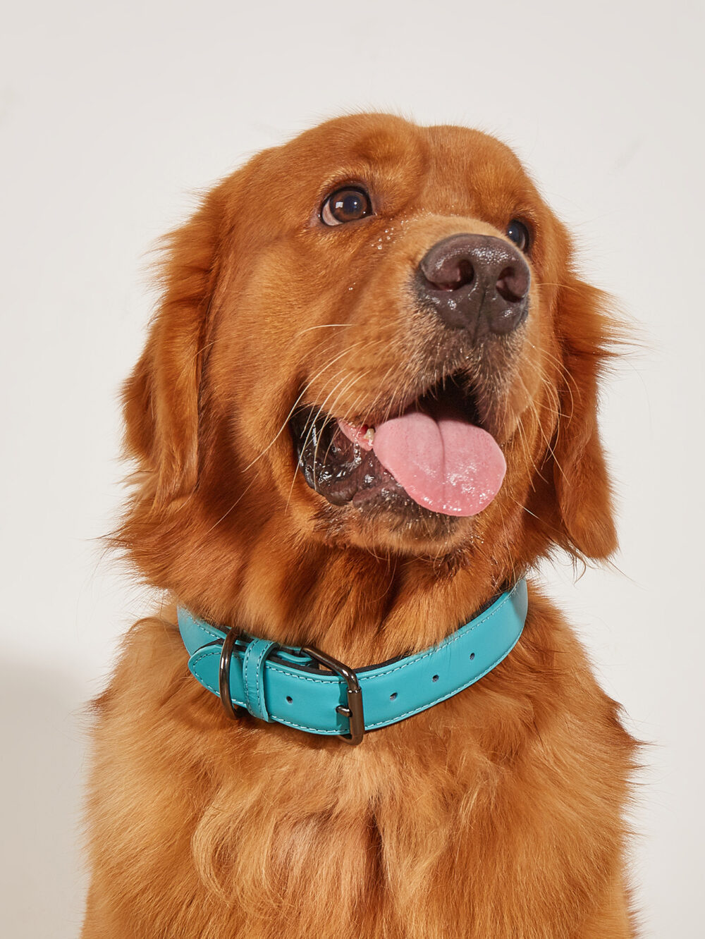 Leather collar - Image 16