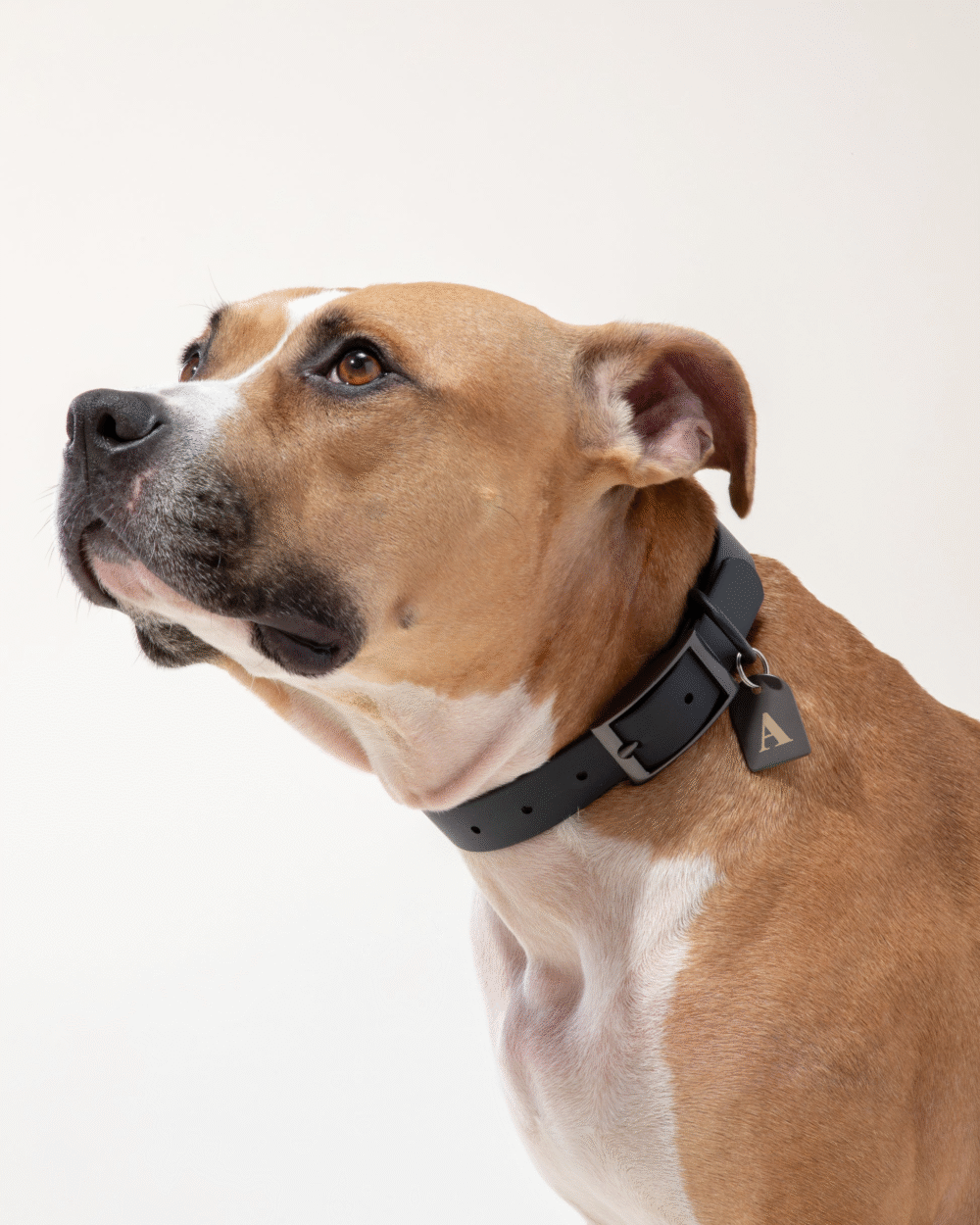 Dog tag - Image 3